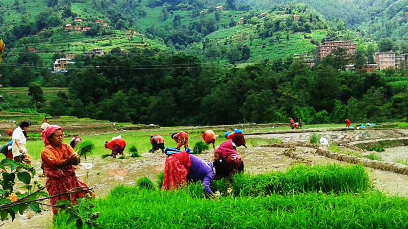 Rice Plantation in Kathmandu Outskirt -  himaland.com